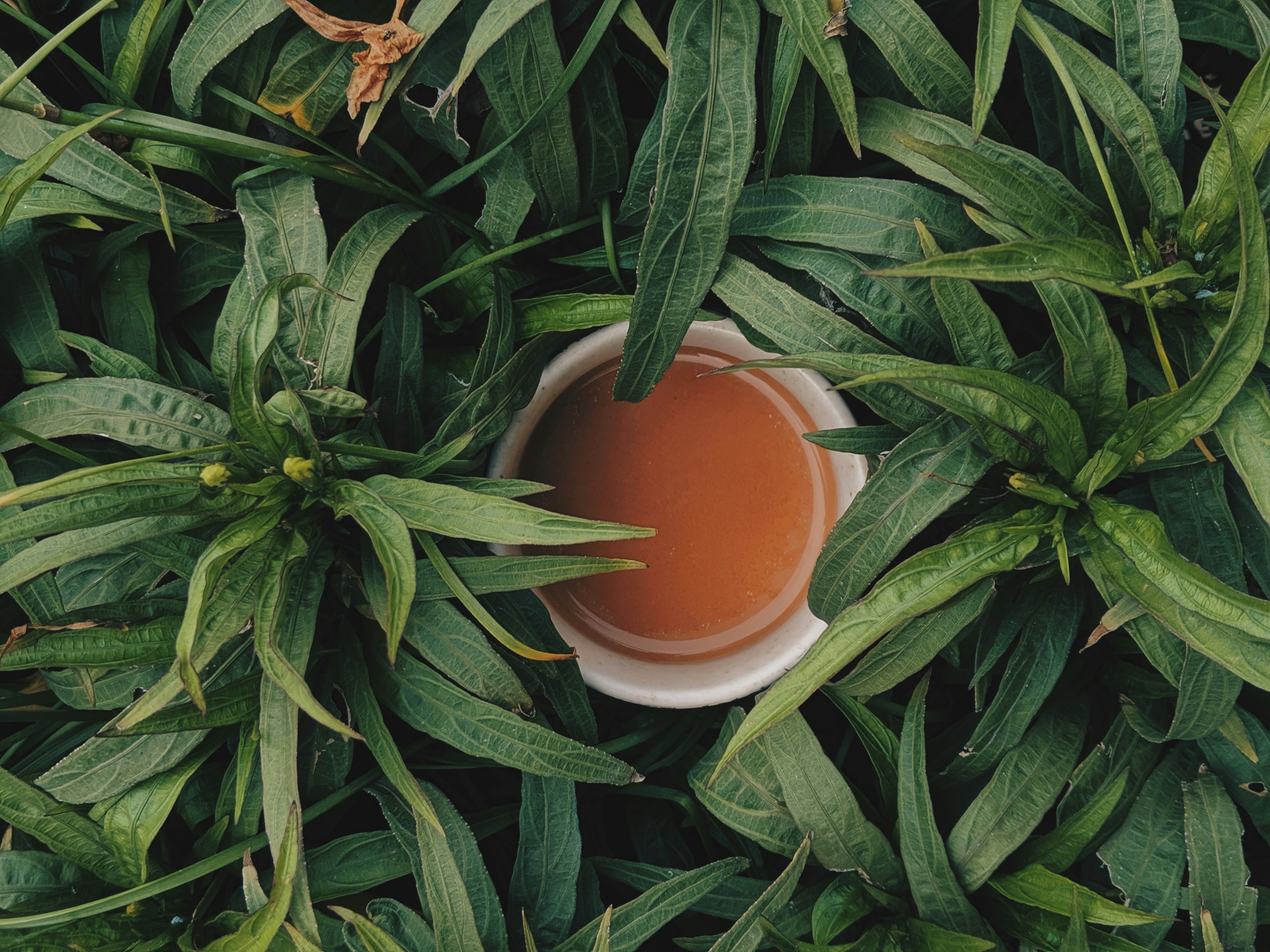 tea